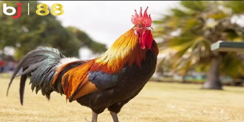 Cách chăm gà đá tới pin với chế độ sau khi mới thi đấu